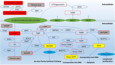 Revisiting the Role of Thiopurines in Inflammatory Bowel Disease Through Pharmacogenomics and Use of Novel Methods for Therapeutic Drug Monitoring